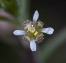 Lepidium virginicum Calflora