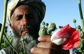 [1]Krzysztof Korzeniewski, Afganistan, gdzie regułą jest brak reguł, Warszawa 2006, str.111. [2]Mimo, że kierował on tak wielkim ruchem nie wiele wiadomo o ... - afghan-poppy-farmer