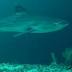 Beaches in Australia closed after shark sightings | News | GMA...