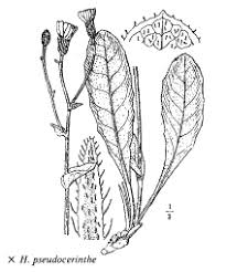 Sp. Heracium pseudocerinthe - florae.it