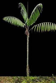 Image result for "Oenocarpus circumtextus"')