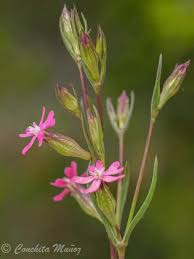 Silene muscipula L. (Munduko flora) - Pl@ntNet identify