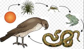 Image result for frogs, snakes and worms