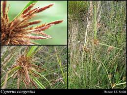 Cyperus congestus Vahl: FloraBase: Flora of Western Australia