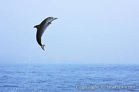 Image result for baby dolphin leaping from water