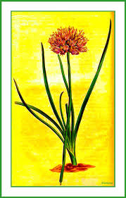 Allium angulosum - Wikipedia