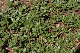 Common Purslane, Portulaca oleracea – Wisconsin Horticulture