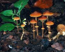 Conocybe filaris poisonous mushroom