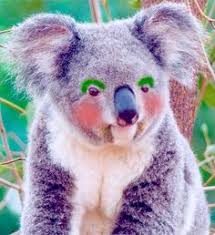 Image result for animals wearing makeup