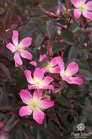 Rosa glauca or R. rubrifolia