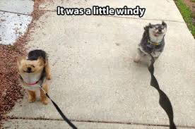 It was a little windy - Memes Comix Funny Pix via Relatably.com