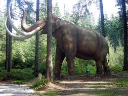 Image result for mammoth