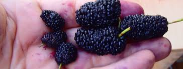 Image result for mulberry