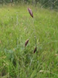 Danthonia californica Bol. California oatgrass Poaceae (Grass ...