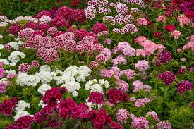 Perennial Dianthus: Plant Care & Growing Guide