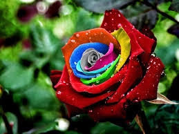 Image result for colorful rose wallpapers