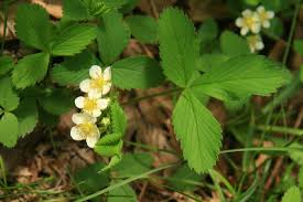 Fragaria virginiana - Michigan Flora