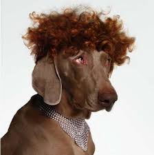 Image result for dogs with crazy hair