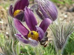 Pulsatilla montana | Anemone montana | Pulsatilla nigricans ...