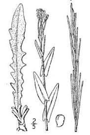 Plants Profile for Arabis glabra (tower rockcress)