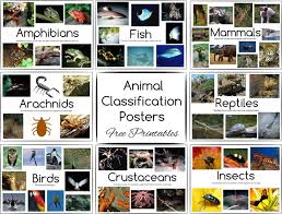 Animal Classification Posters and Games ~ Free Printables | Animal ...