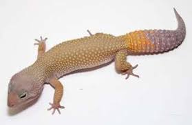 Le Gecko léopard / Les phases Images?q=tbn:ANd9GcR0CuqzhArhK9j2FHHFuevleapdno8xMpHSRx2hRGxUpKnrhdO1