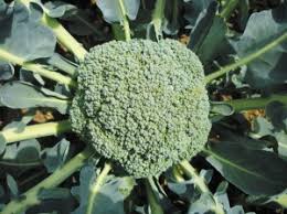 Super-broccoli secret solved | Nature