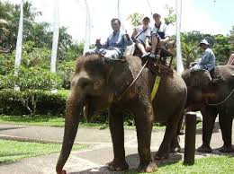 Hasil gambar untuk elephant ride bali