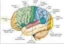 All the parts of the brain and 