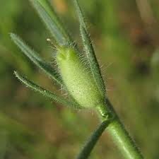 Misopates orontium (lesser-snapdragon): Go Botany