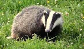 Image result for badger