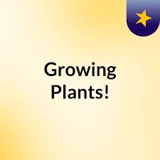 Growing Plants!