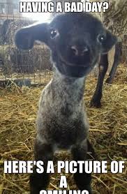 Smiling Lamb 2 - WeKnowMemes Generator via Relatably.com