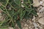 Hieracium leiopogon / Épervière / Asteraceae ... - FLOREALPES