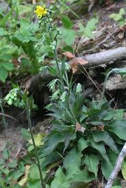 Hieracium racemosum subsp. virgaurea (Coss.) Zahn