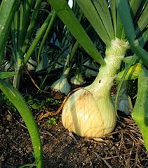 Image result for onion cures