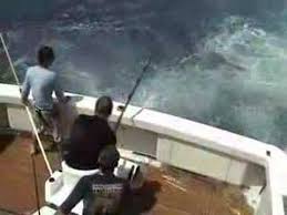 Image result for fishing big catches marlins and sharks pictures