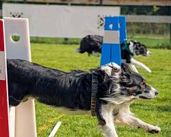 Dog flyball training