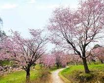 十勝帶廣綠丘公園櫻花的圖片