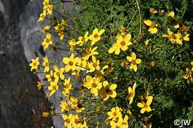 Bidens ferulifolia | California Flora Nursery