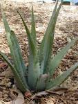 CHEMICALS AND NUTRIENTS FOUND IN ALOE  BARBADENSIS AND ITS USES