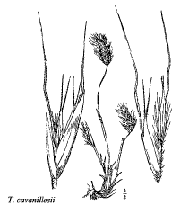 Sp. Trisetaria cavanillesii - florae.it