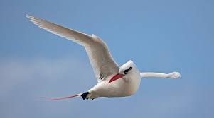 Image result for red tailed tropicbird
