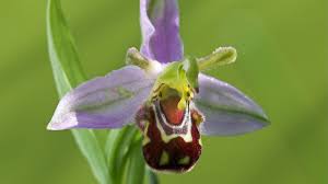 The bee orchid, Ophrys apifera | Natural History Museum - YouTube