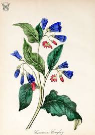 Common Comfrey. Symphytum orientale. The American flora vol. 3 ...