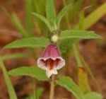 Species information: Ceratotheca sesamoides - Flora of Malawi