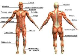 Resultado de imagen para la musculatura y sus partes