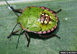 Image result for stink bugs