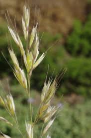 Helictotrichon convolutum (C. Presl) Henrard | Flora of Greece – An ...