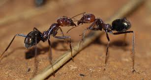 Image result for Photo of ants + free